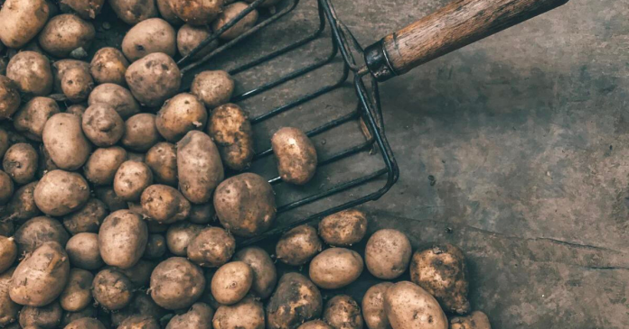 Nowe rozporządzenie MRIRW może wykluczyć producentów ziemniaków z dotacji!