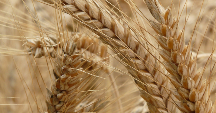 Korzystniejszy obraz rynku zbóż w grudniowych prognozach USDA