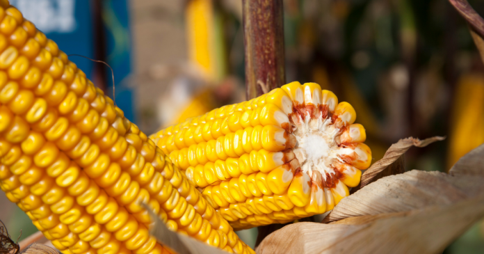 Podsumowanie sezonu uprawy kukurydzy w 2021 roku