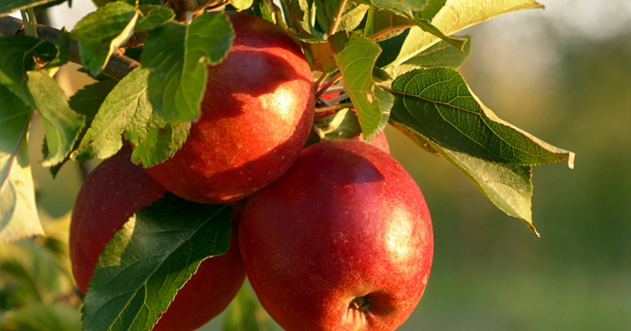 Czy jabłka mogą być zdrowe i modne?
