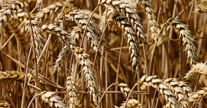 Tempo naszego eksportu pszenicy poza UE spadło o 40%