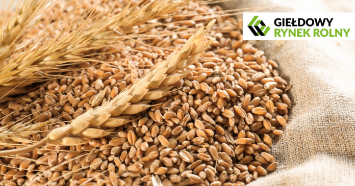 3425 ton ziarna zbóż dostępne na Giełdowym Rynku Rolnym