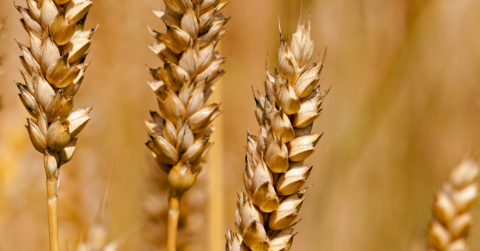 Ukraiński eksport zbóż wzrósł o 1/5 po rekordowych zbiorach