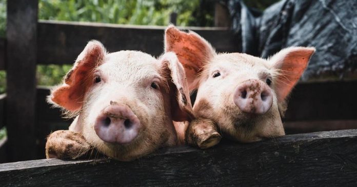RIMR wznawia pożyczki dla producentów świń z obszarów ASF