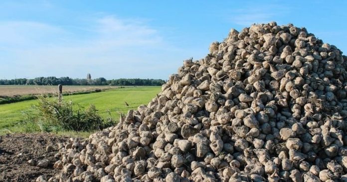 Nowe warunki kontraktacji dla plantatorów buraków cukrowych w Glinojecku