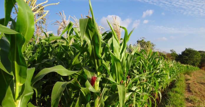 USDA tnie prognozy zbiorów kukurydzy w Ameryce Południowej