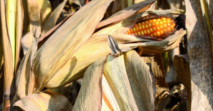 Kukurydza – stabilność plonowania w zmiennych warunkach