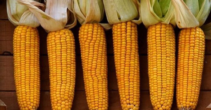 Najlepsze odmiany kukurydzy na ziarno i kiszonkę w 2021 r.