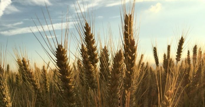 IGC obniża prognozy światowej produkcji zbóż w sezonie 2021/22