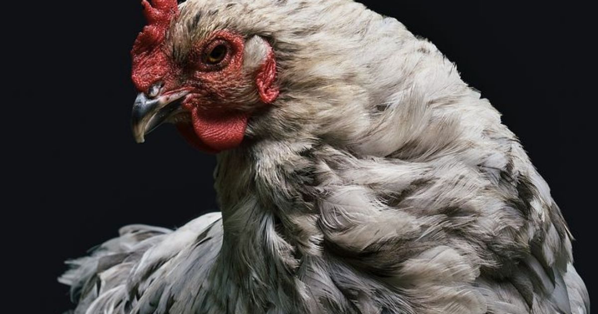 Szczepienia drobiu obowiązkowe także dla małych gospodarstw – sprawdź nowe przepisy!