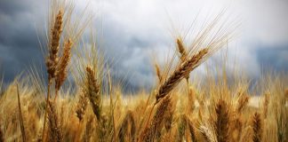 Kontrakty na zboża i soję drożały w minionym tygodniu - rzut oka na wykresy