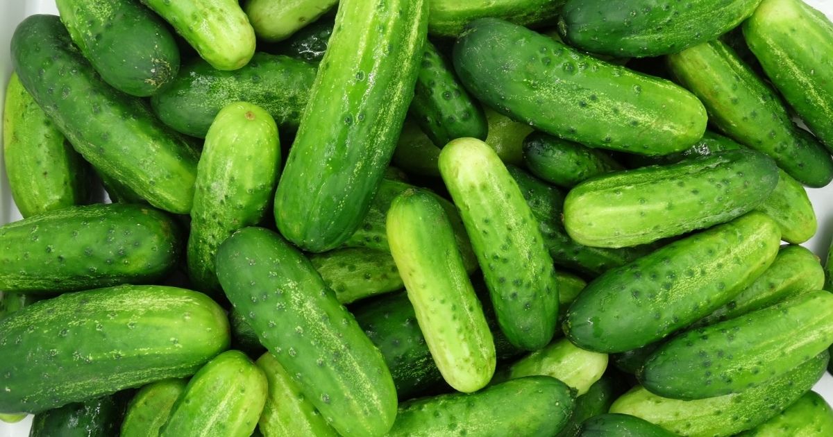 Dramat w polskich szklarniach. 100 ton ogórków poszło do utylizacji!