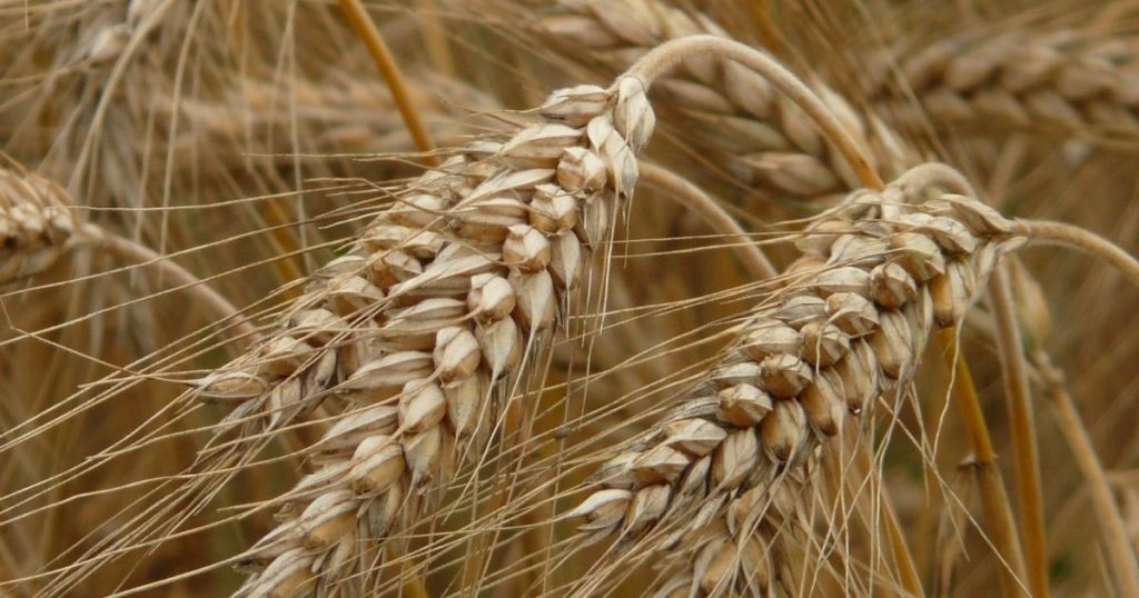 Nieco gorszy obraz globalnego rynku zbóż w lutowej prognozie USDA