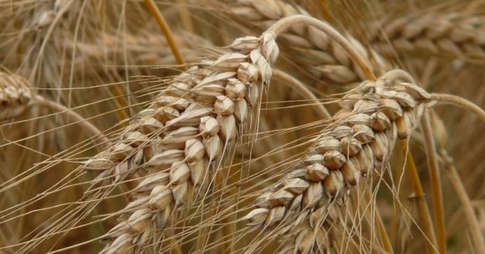 Nieco gorszy obraz globalnego rynku zbóż w lutowej prognozie USDA