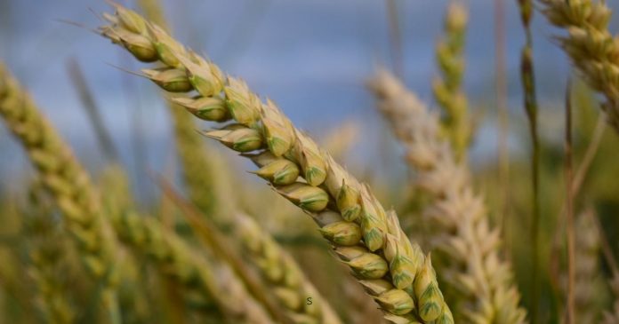 Eksperci FAO podnieśli swoje prognozy produkcji i zapasów zbóż