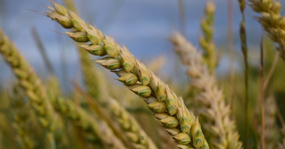 Polonia și România doresc să introducă mecanisme de monitorizare a cerealelor ucrainene
