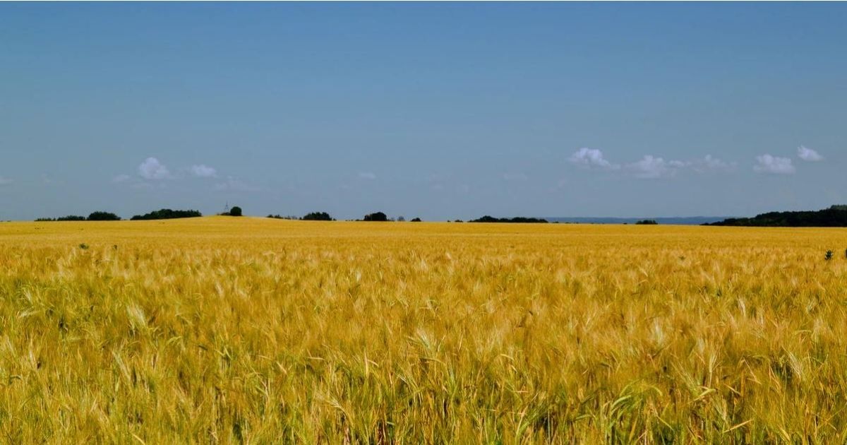 Średnia wielkość gospodarstw rolnych: Ukraina i Polska