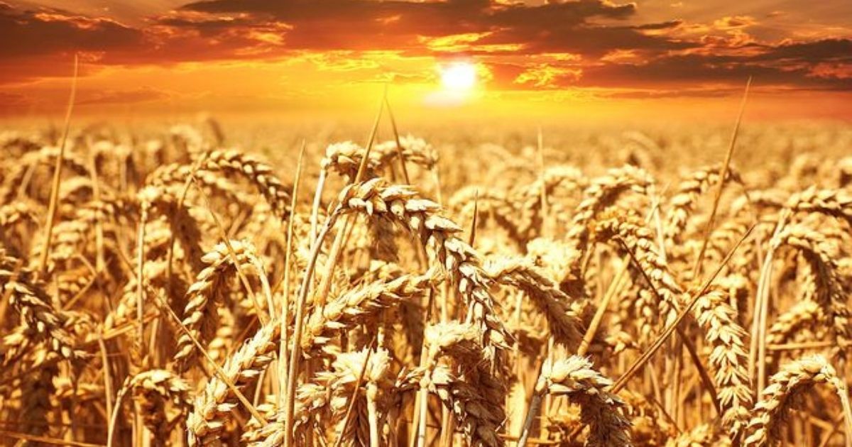 Podwyżki cen w skupach wyhamowały. Gdzie płacą najwięcej?