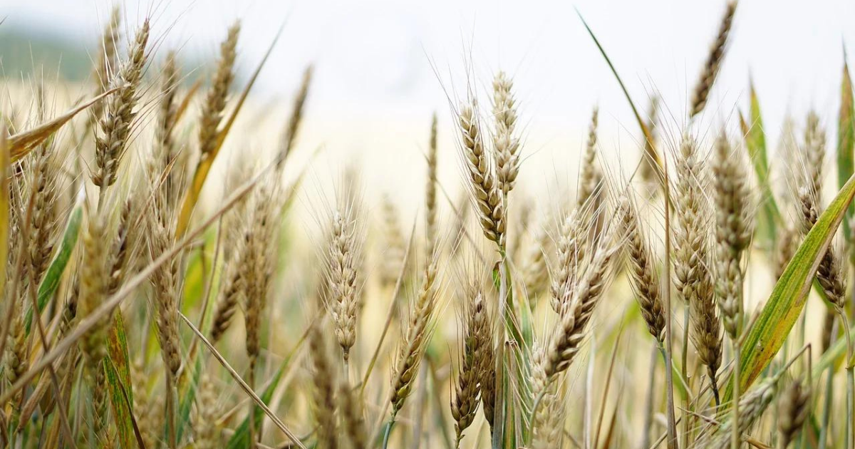 Ceny unijnych zbóż rosły w minionym tygodniu, a rzepak ustanawiał historyczne maksima