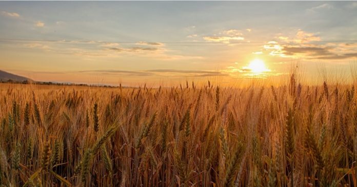 Niektóre kraje ograniczają eksport pszenicy