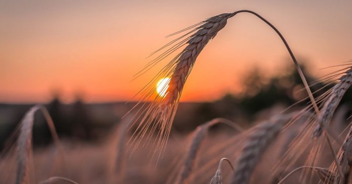 Eksport polskiej pszenicy spadł o 60% r/r, ale jest szansa na wzrost sprzedaży
