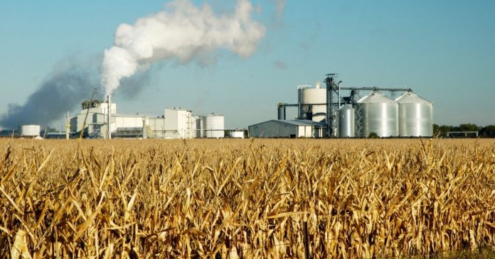 Etanol z kukurydzy bardziej szkodliwy dla środowiska od benzyny?