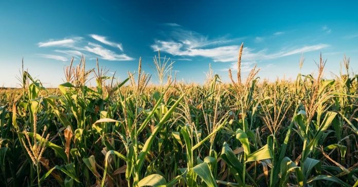 UE musi szukać nowych źródeł importu kukurydzy