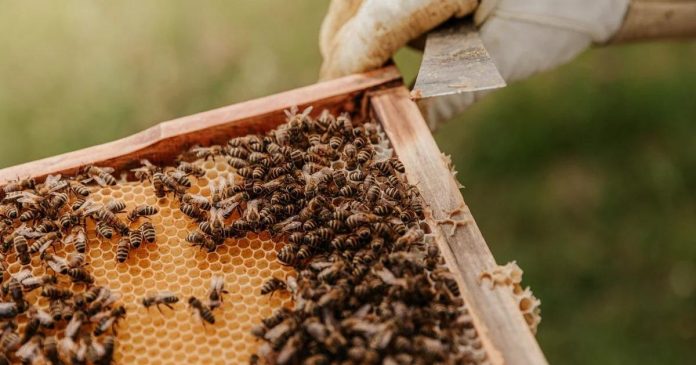 35,5 mln zł pomocy dla pszczelarzy. Nabór startuje już wkrótce! 