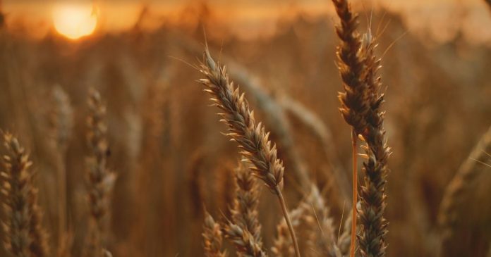 W portach pszenica kosztuje już 1700, a kukurydza 1500 zł/t