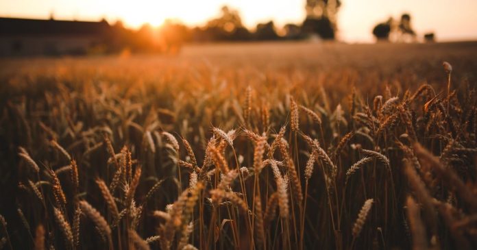 Amerykańska pszenica podrożała o 60%, a unijna o 36% w skali minionego tygodnia