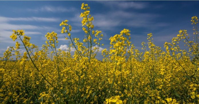 Kolejny raz USDA mocno obniża prognozy światowych zbiorów nasion oleistych