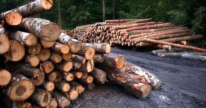 Zakaz importu drewna z Białorusi. Dla Polaków to problemy w inwestycjach i nie tylko