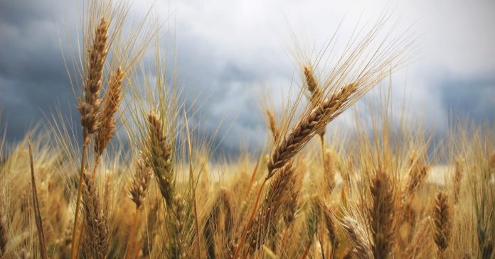 IGC obniża prognozy ukraińskiego eksportu i podnosi światowe zapasy zbóż