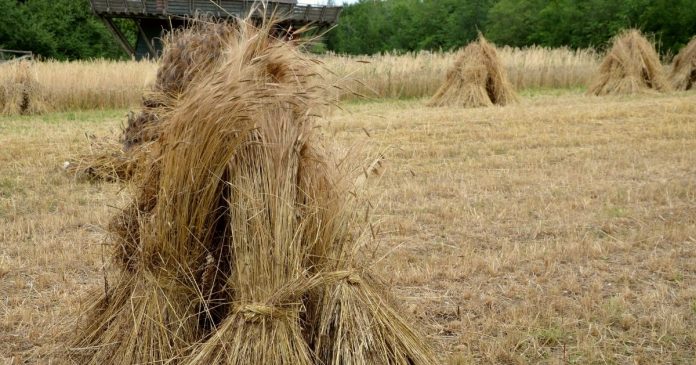 Pierwsze szacunki zakładają 40% spadek zasiewów zbóż jarych na Ukrainie