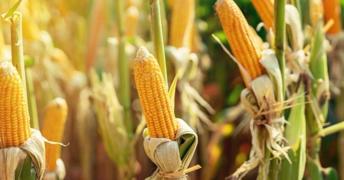 KE zdecydowanie podnosi szacunki zbiorów kukurydzy, ale tnie produkcję pszenicy w UE