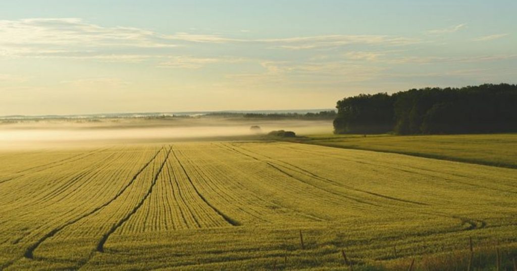 Dopłaty bezpośrednie 2023 – Sprawdzamy najpopularniejsze ekoschematy wśród rolników
