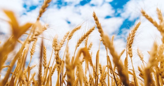 prognozy plonów średnich zbóż UE