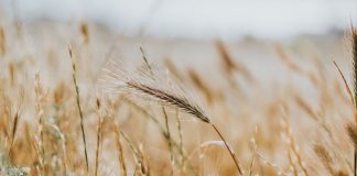 produkcja i zapasy zbóż