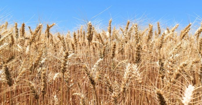 Ukraiński eksport zbóż