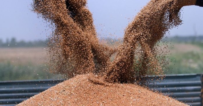 Rząd Indii zakazał eksportu pszenicy ze skutkiem natychmiastowym