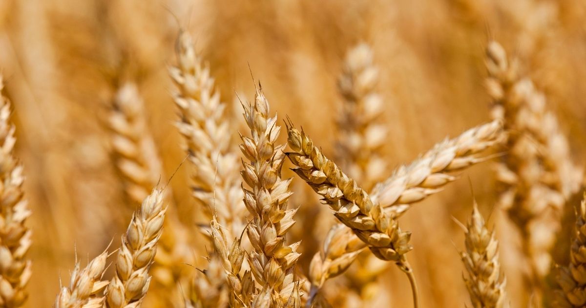 IGC tnie prognozy zbiorów zbóż w nowym sezonie