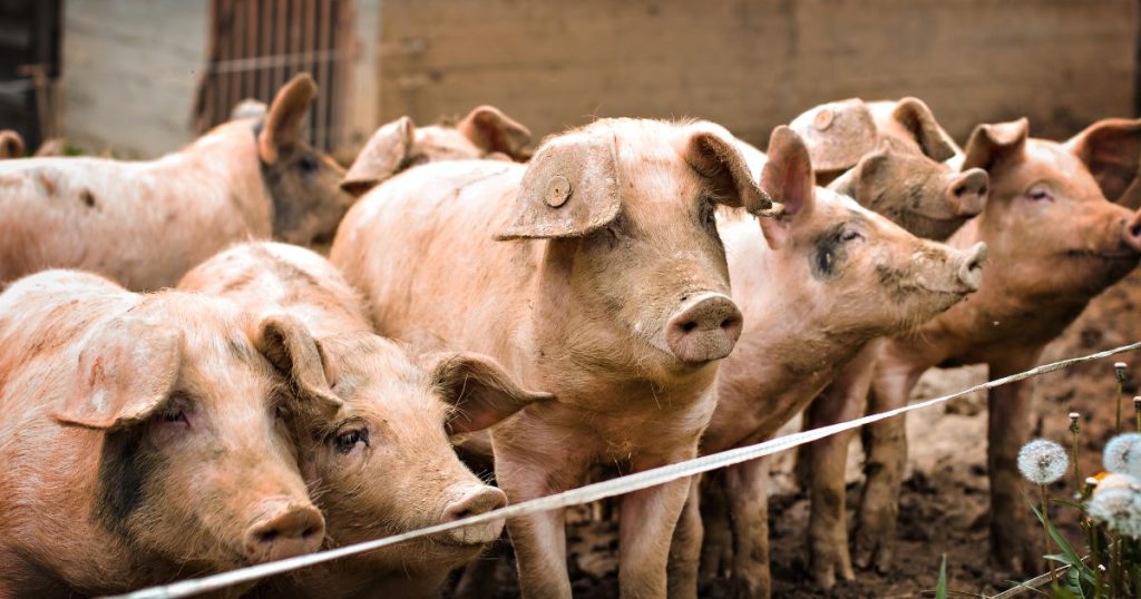 pożyczki dla hodowców świń