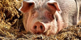 Wystartowało dofinansowanie na bioasekruację