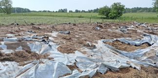Dziki spałaszowały pryzmę z kiszonką