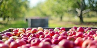 Jakość żywności to odpowiedzialność producenta. Same znaki jakości nie wystarczą