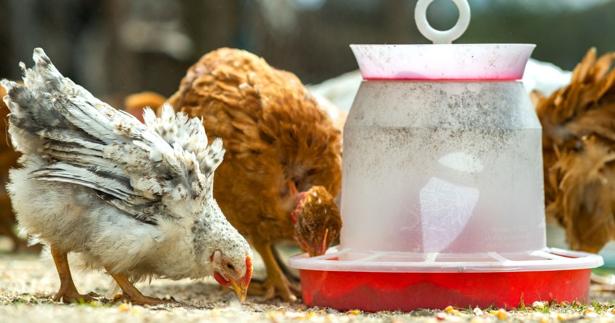 Ptasia grypa ponownie zaatakowała w Danii