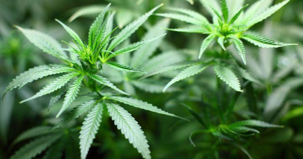 Niemcy zatwierdziły plan legalizacji marihuany. Legalne będzie posiadanie do 30 gramów