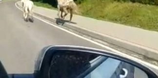 Poszły konie po betonie. Właściciel nie wiedział o ucieczce