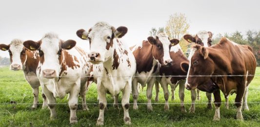 Jest projekt ustawy dot. nowych zasad identyfikacji i rejestracji zwierząt