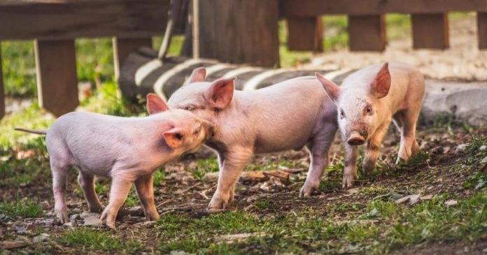 MRIRW: Nie ma możliwości, by rolnik w ramach RHD prowadził ubój świń w warunkach jak na własne potrzeby